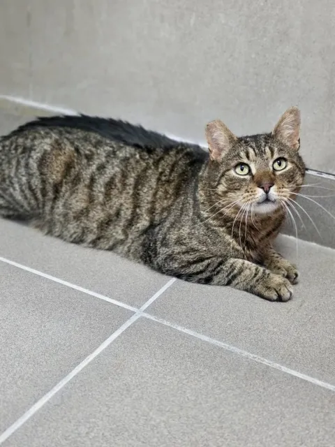 Kot do adopcji, Piła, 16 stycznia 2026 (2/2)