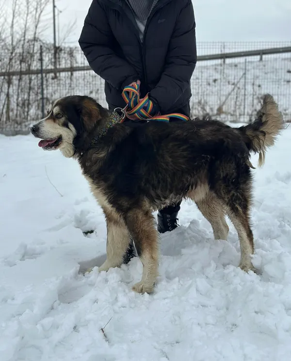 Pies do adopcji, Żywiec, 21 lutego 2026 (1/5)