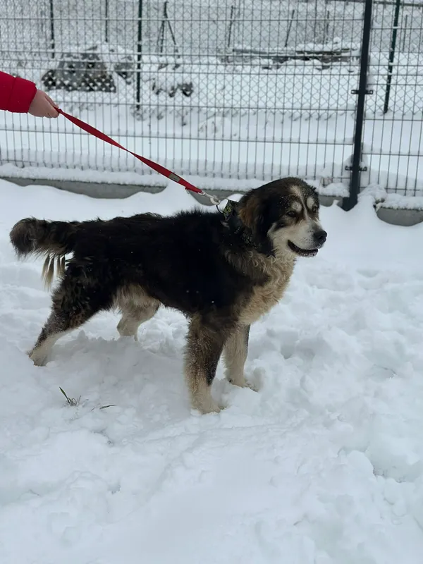 Pies do adopcji, Żywiec, 21 lutego 2026 (4/5)