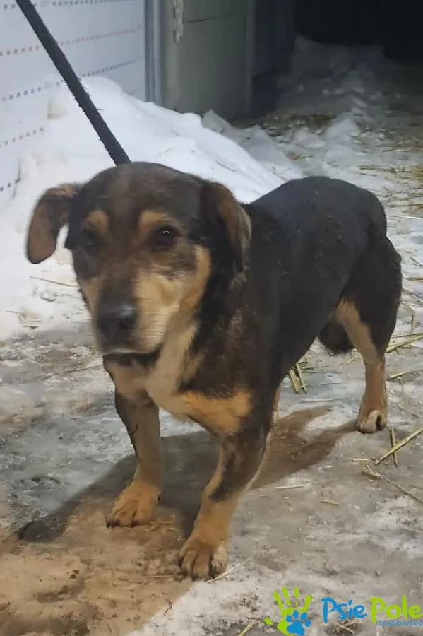 Pies do adopcji, Racławice, 20 lutego 2026 (1/2)