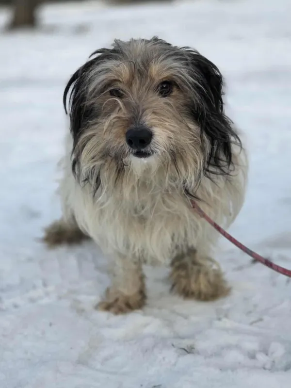 Pies do adopcji, Zgierz, 21 lutego 2026 (2/5)