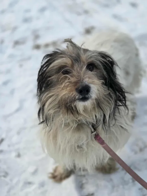 Pies do adopcji, Zgierz, 21 lutego 2026 (3/5)