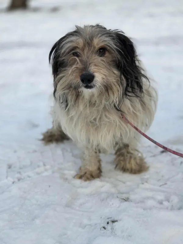 Pies do adopcji, Zgierz, 21 lutego 2026 (5/5)