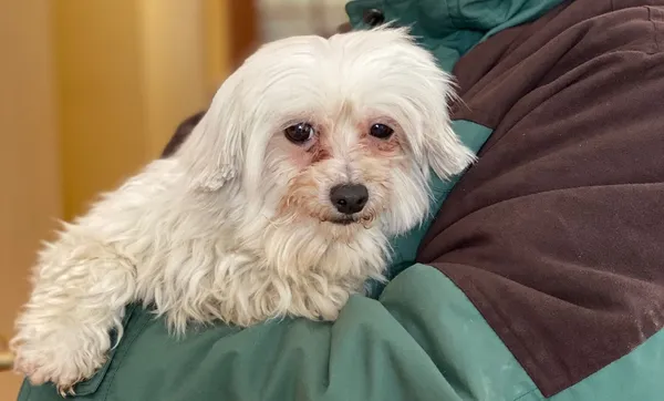 Pies do adopcji, Głowno, 21 lutego 2026 (2/2)