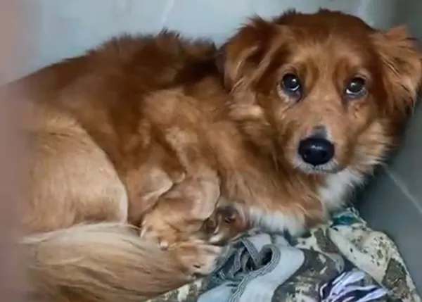 Pies do adopcji, Głowno, 21 lutego 2026 (2/5)