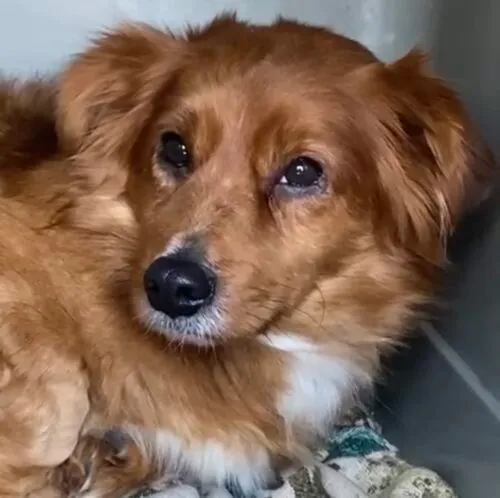 Pies do adopcji, Głowno, 21 lutego 2026 (3/5)