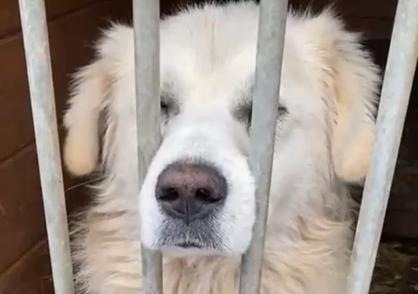 Pies do adopcji, Głowno, 21 lutego 2026 (1/4)