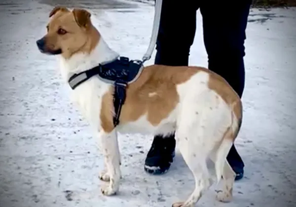 Pies do adopcji, Głowno, 21 lutego 2026 (1/4)