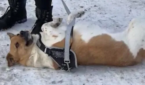 Pies do adopcji, Głowno, 21 lutego 2026 (3/4)