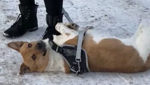 Pies do adopcji, Głowno, 21 lutego 2026 (4/4)