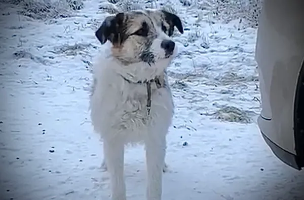 Pies do adopcji, Głowno, 21 lutego 2026