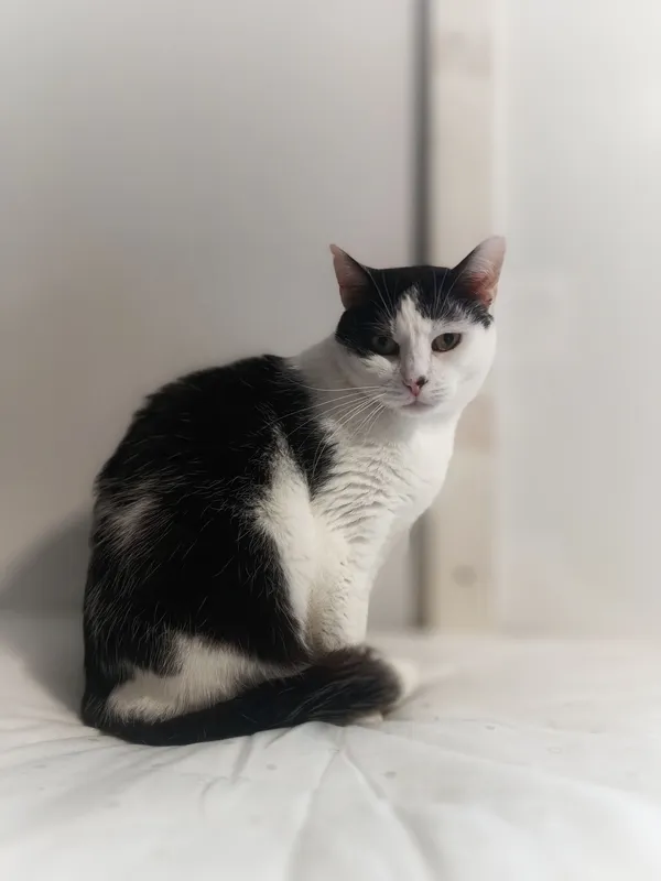 Oddam kota, Elbląg, Zakrzewo, 22 lutego 2026 (2/3)