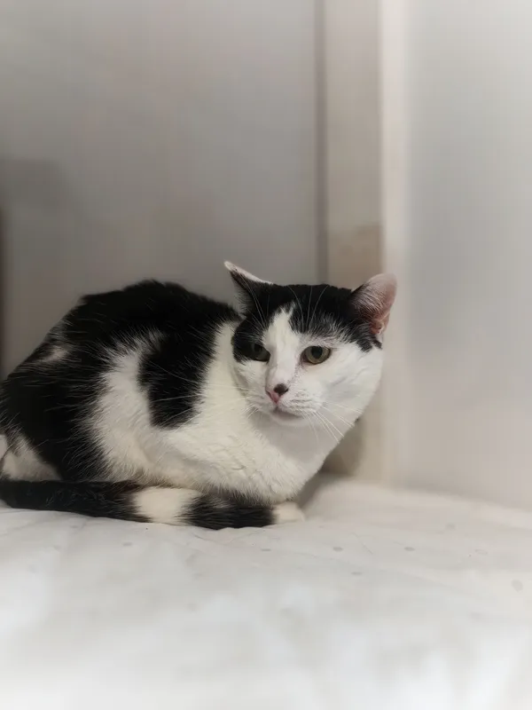 Oddam kota, Elbląg, Zakrzewo, 22 lutego 2026 (3/3)