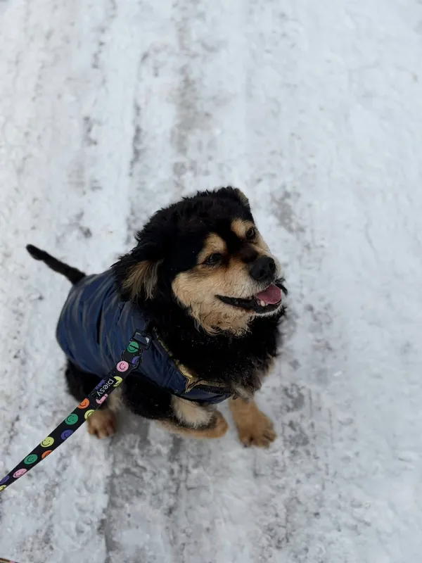 Oddam psa, Gdańsk, Młode Miasto, 22 lutego 2026 (2/3)