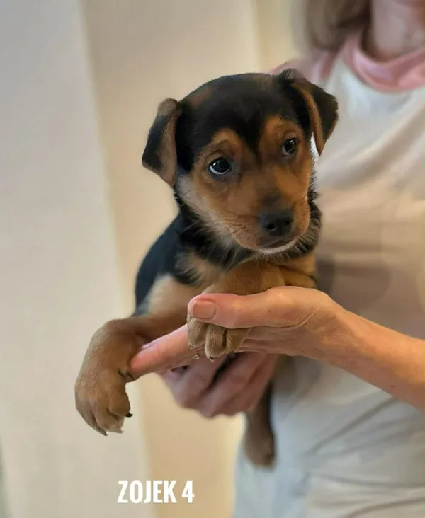 Pies do adopcji, Rytlów, 22 lutego 2026 (4/5)