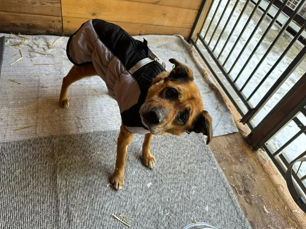 Pies do adopcji, Rytlów, 22 lutego 2026