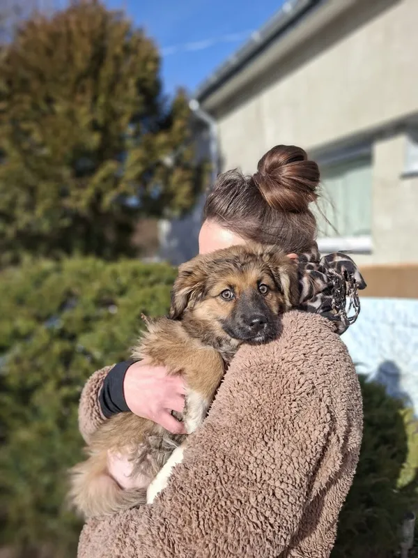 Pies do adopcji, Radom, 22 lutego 2026 (1/2)