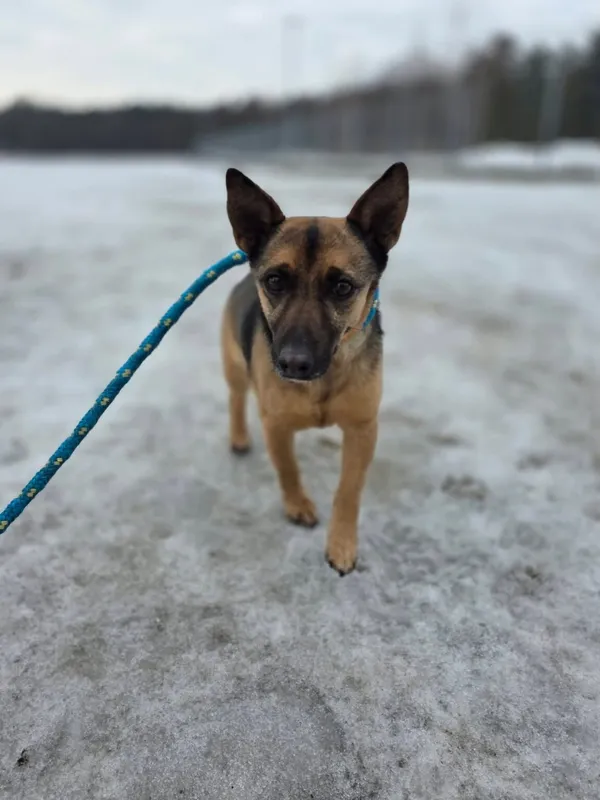 Pies do adopcji, Radom, 22 lutego 2026 (2/5)