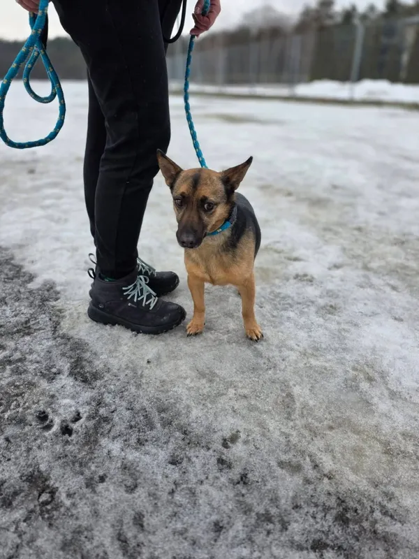 Pies do adopcji, Radom, 22 lutego 2026 (3/5)