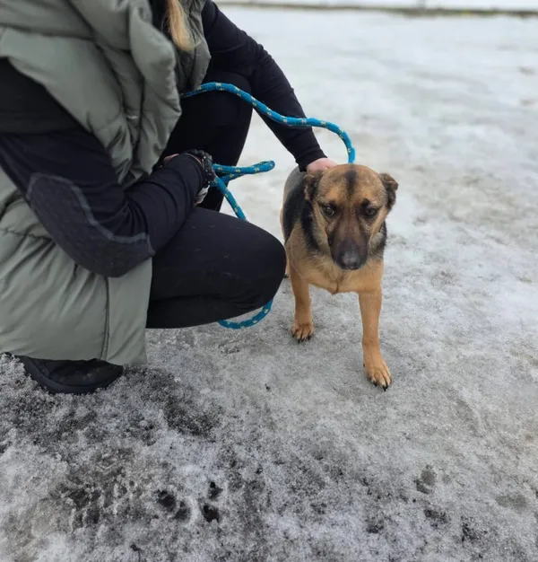 Pies do adopcji, Radom, 22 lutego 2026 (5/5)