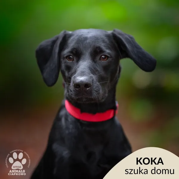 Pies do adopcji, Gdynia, 22 lutego 2026 (1/4)