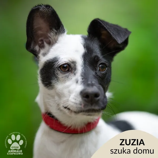 Pies do adopcji, Gdynia, 22 lutego 2026 (1/5)