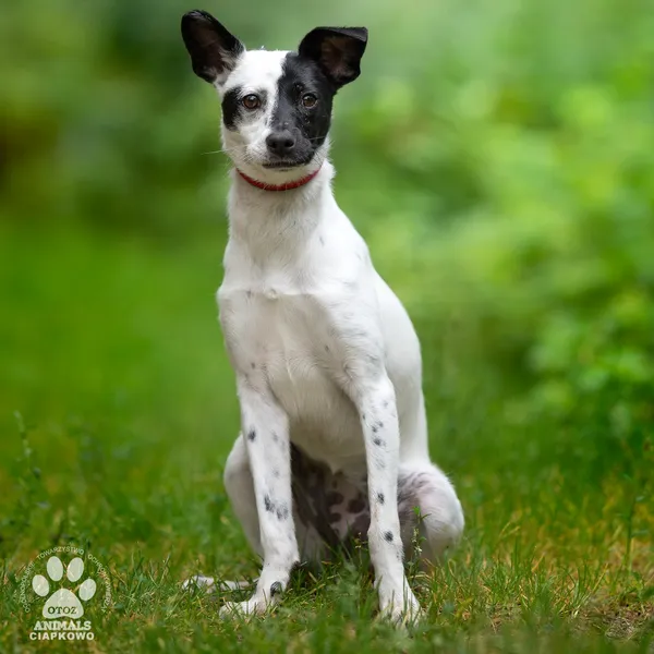 Pies do adopcji, Gdynia, 22 lutego 2026 (2/5)