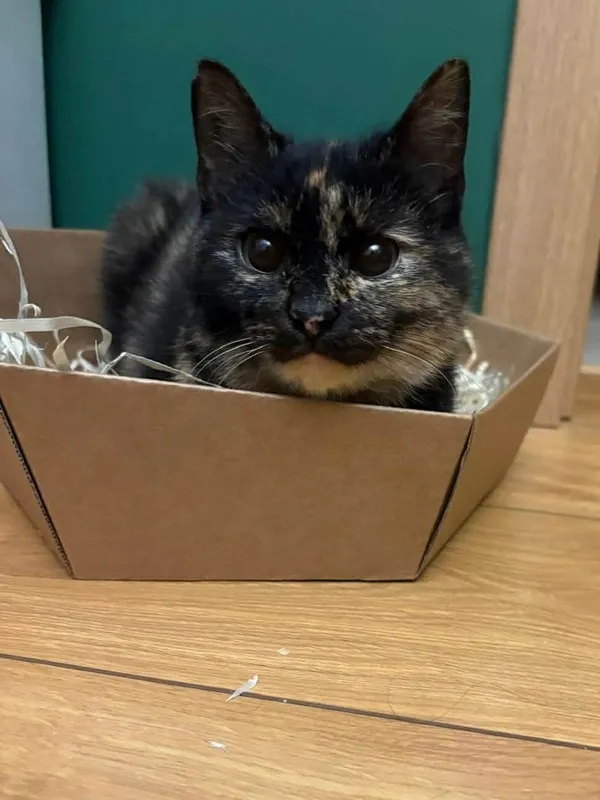 Kot do adopcji, Głowno, 21 lutego 2026 (1/3)