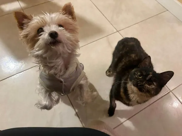 Kot do adopcji, Głowno, 21 lutego 2026 (3/3)