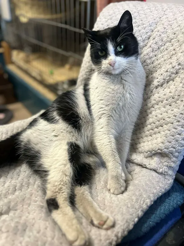 Kot do adopcji, Głowno, 21 lutego 2026 (5/5)