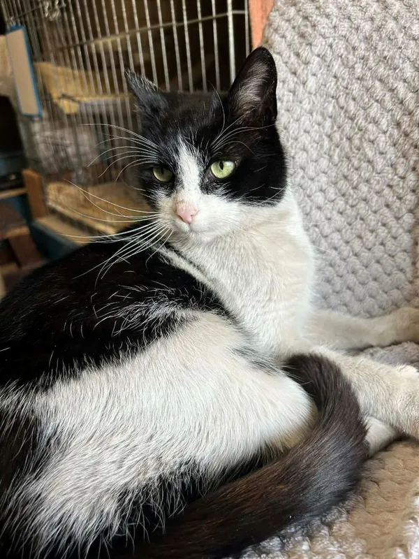 Kot do adopcji, Głowno, 21 lutego 2026 (2/5)