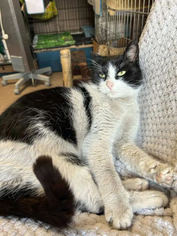 Kot do adopcji, Głowno, 21 lutego 2026 (3/5)