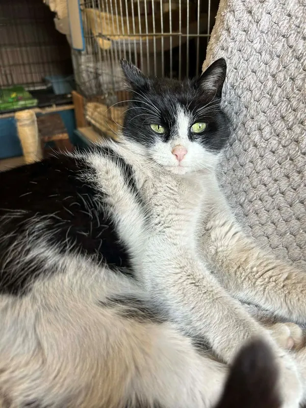 Kot do adopcji, Głowno, 21 lutego 2026 (4/5)