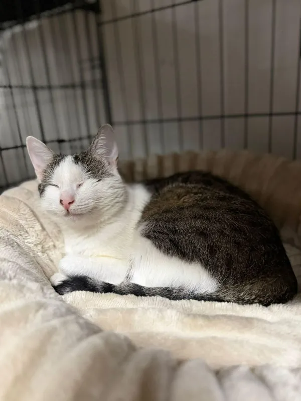 Kot do adopcji, Głowno, 21 lutego 2026 (4/5)