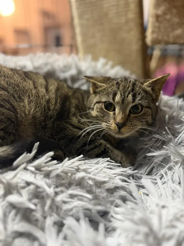 Kot do adopcji, Głowno, 21 lutego 2026 (1/5)