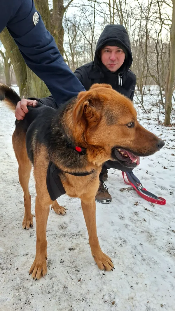 Pies do adopcji, Milanówek, 22 lutego 2026 (2/5)