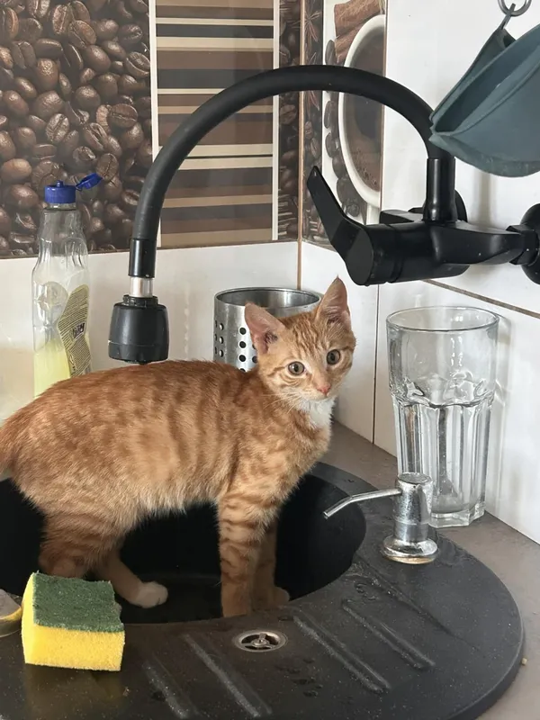 Zaginął kot, Łódź, 22 lutego 2026