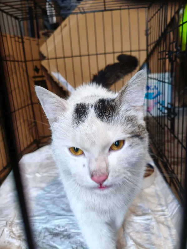 Znaleziono kota, Łopiszewo, 22 lutego 2026 (4/5)