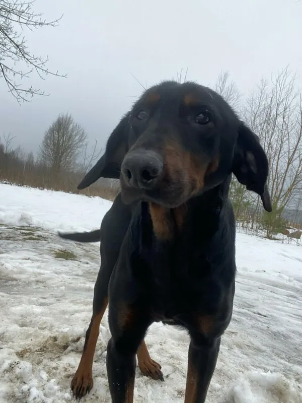 Pies do adopcji, Rytlów, 22 lutego 2026