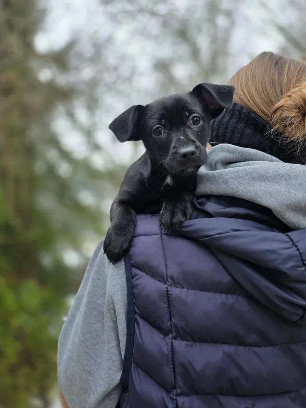 Pies do adopcji, Radom, 22 lutego 2026 (1/3)
