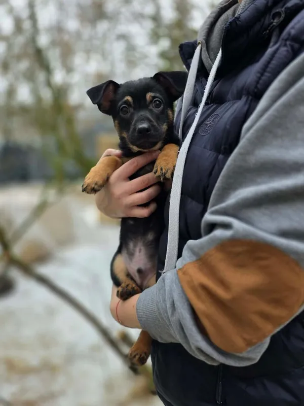 Pies do adopcji, Radom, 22 lutego 2026 (3/3)