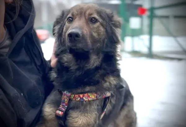 Pies do adopcji, Głowno, 22 lutego 2026 (1/5)