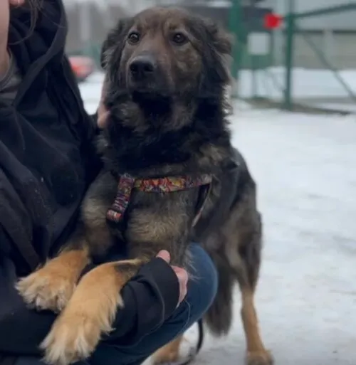 Pies do adopcji, Głowno, 22 lutego 2026 (2/5)