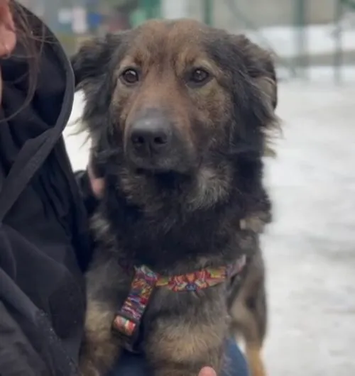 Pies do adopcji, Głowno, 22 lutego 2026 (4/5)