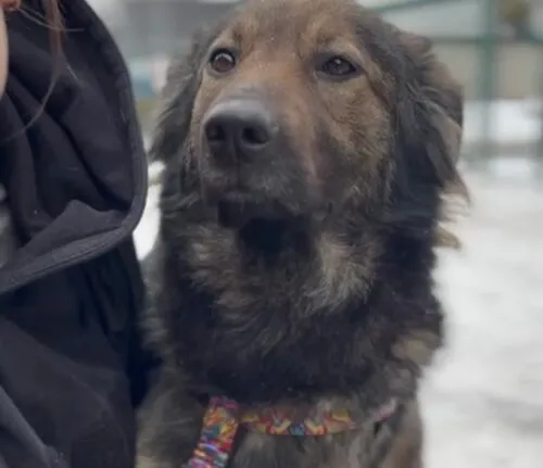 Pies do adopcji, Głowno, 22 lutego 2026 (5/5)