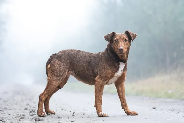 Pies do adopcji, Nowodwór, 22 lutego 2026 (5/5)