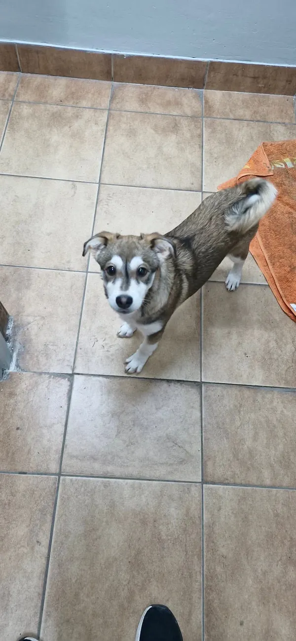 Znaleziono psa, Sosnowiec, 21 lutego 2026 (1/2)