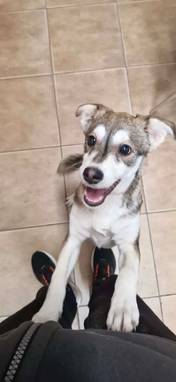 Znaleziono psa, Sosnowiec, 21 lutego 2026 (2/2)