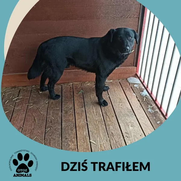 Znaleziono psa, Dąbrówka, 21 lutego 2026