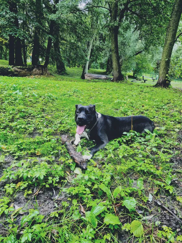 Oddam psa, Elbląg, Nad Jarem, 23 lutego 2026 (2/3)